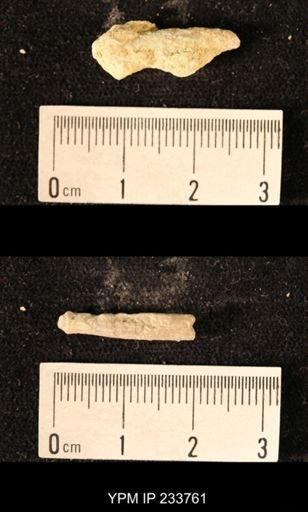 Archaeocidaris sp.