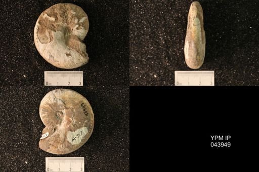 Hoploscaphites nicolletii