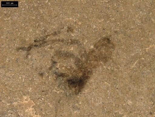 taxon undetermined