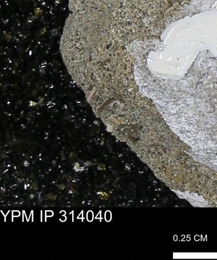 undet. Scaphopoda