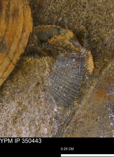 undet. Mollusca