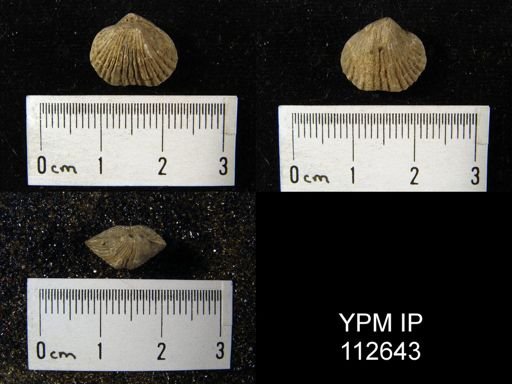 Zygospira kentuckiensis