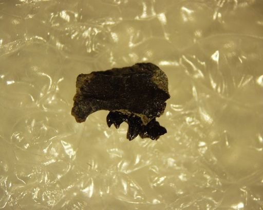 Diacocherus minutus