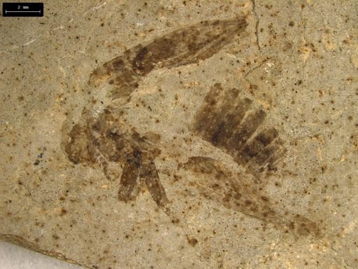 undet. Orthoptera