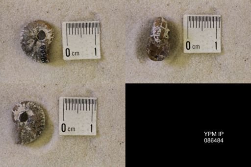 undet. Scaphitidae