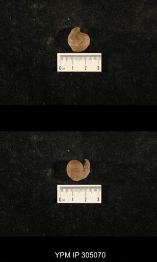 Euphemites urii