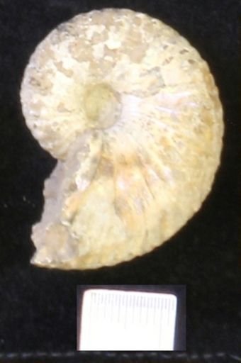 undet. Scaphitidae