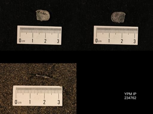 Marginifera splendens