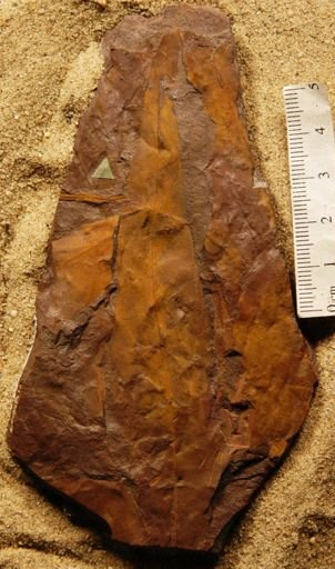 Protaeoides daphnogenoides