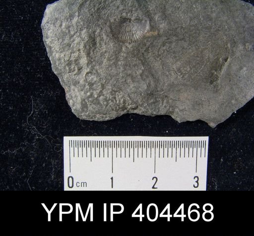 Devonochonetes?