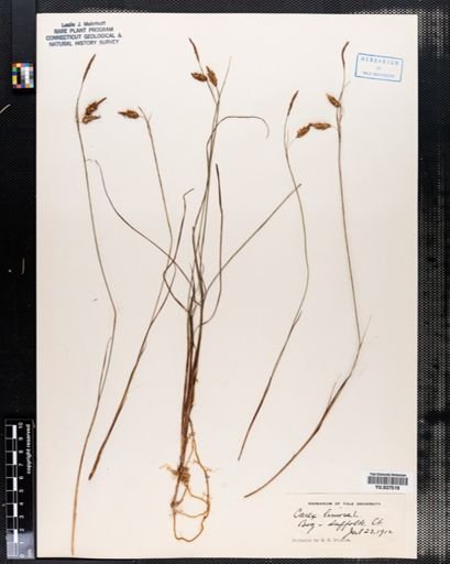 Carex limosa