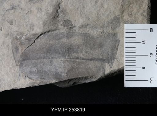 Eurypterus lacustris