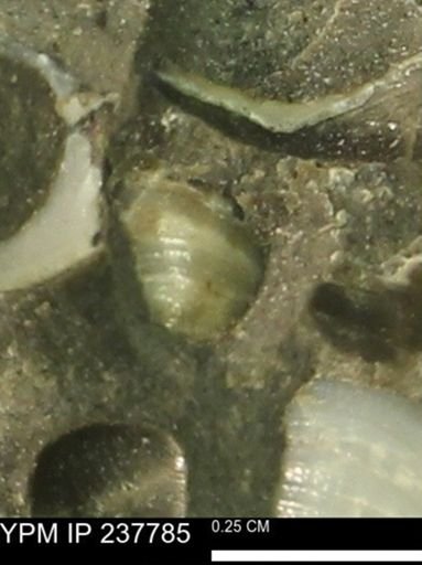 Limopsis striatopunctatus