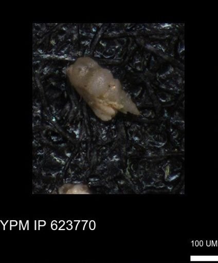 undet. Heterohelicidae