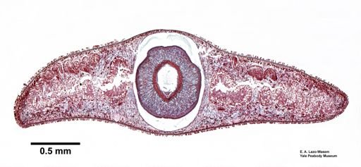 Planariidae