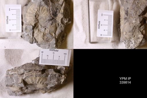 Scaphites whitfieldi