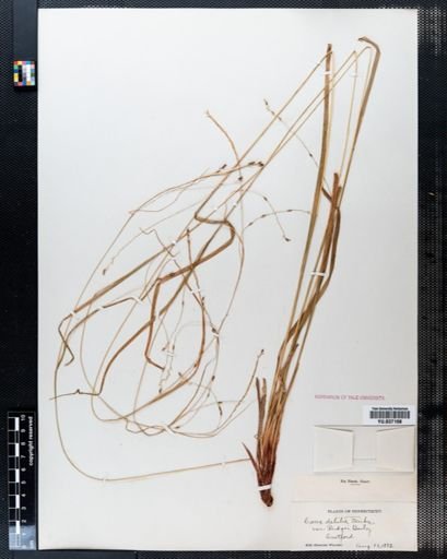 Carex debilis rudgei