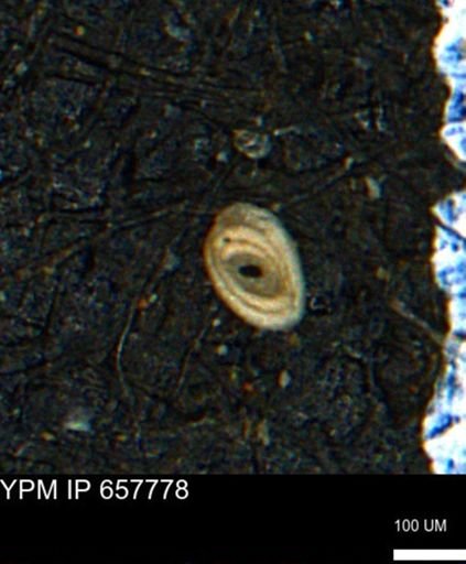 Spirolocammina subcircularis