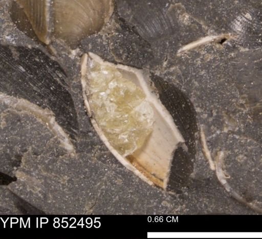 Limopsis striatopunctatus