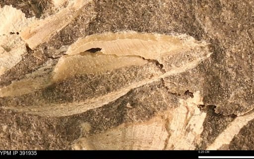 Protocardia sp.