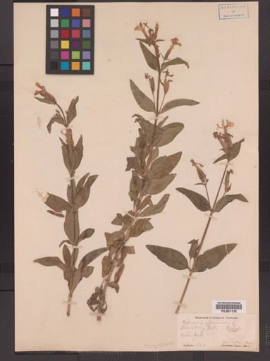 Saponaria officinalis