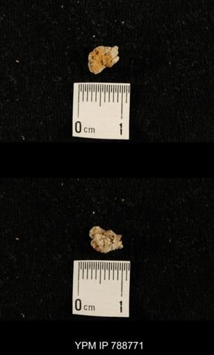 taxon undetermined