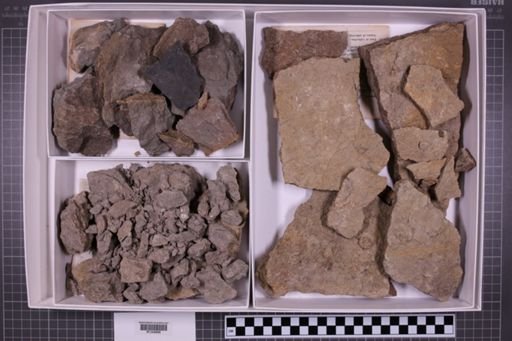 mixed taxa, stratigraphic collection