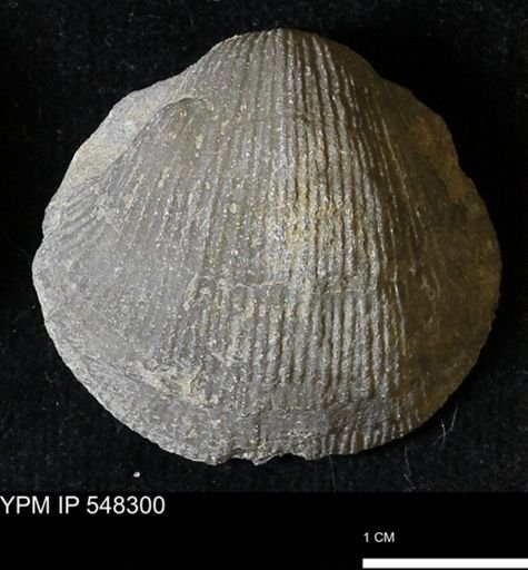 Stropheodonta subnavalis