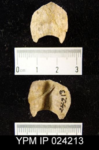Helminthochiton priseus
