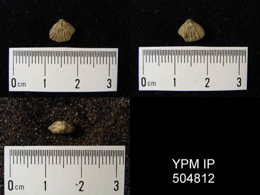 Camarotoechia transversa