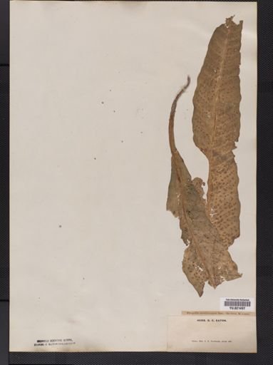 Polypodium