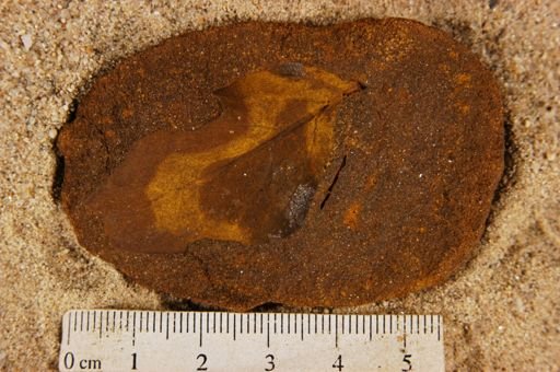 Angiospermopsida