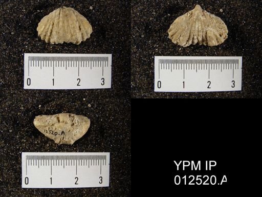 Pugnoides transversus