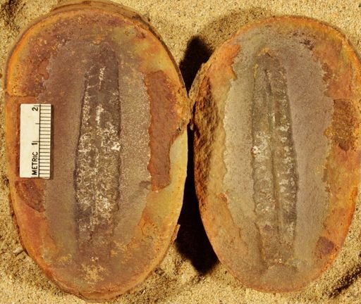 Pecopteris