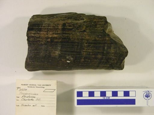 Proboscidea