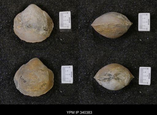 Protocardia texana