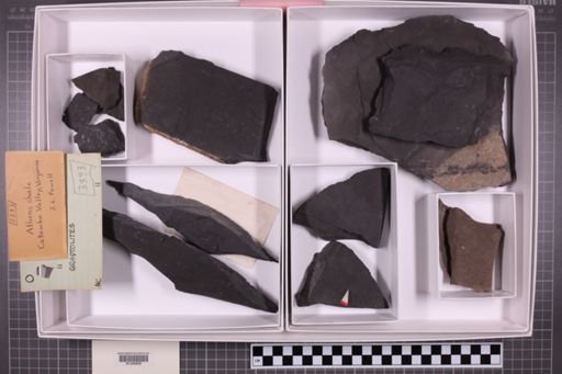 mixed taxa, stratigraphic collection