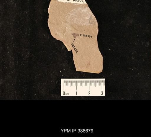 undet. Hymenoptera