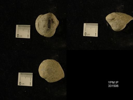 Ambonychia?
