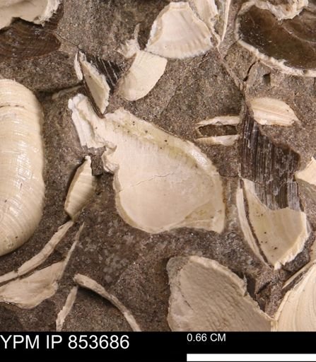 Parallelodon sp.