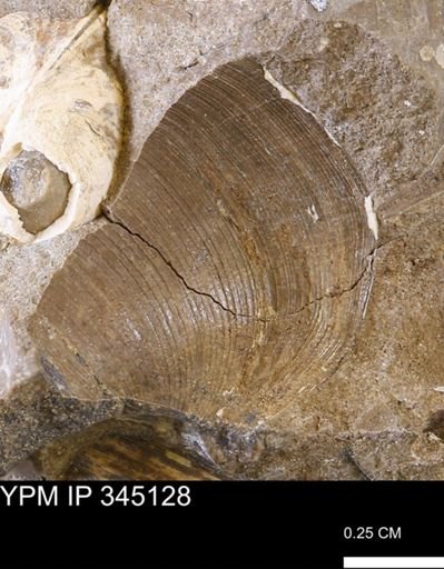 Limopsis striatopunctatus