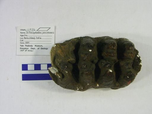 Tetralophodon perimensis
