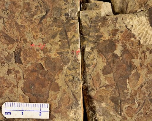 Cladophlebis sp.