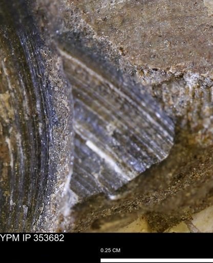 Limopsis striatopunctatus