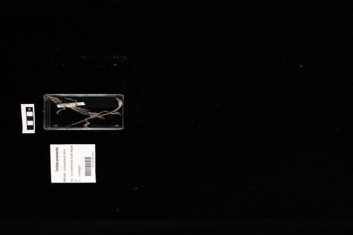 Trachylepis quinquetaeniata
