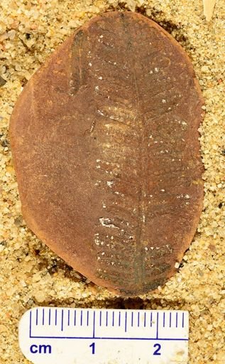 Pecopteris sp.