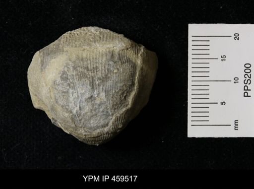 Linoproductus magnispinus