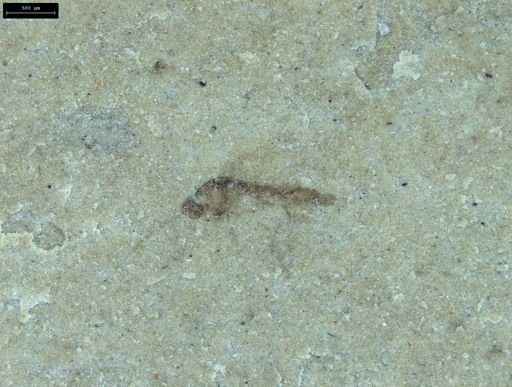 undet. Diptera