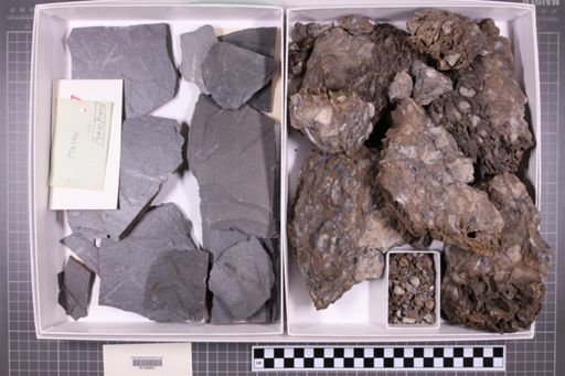 mixed taxa, stratigraphic collection