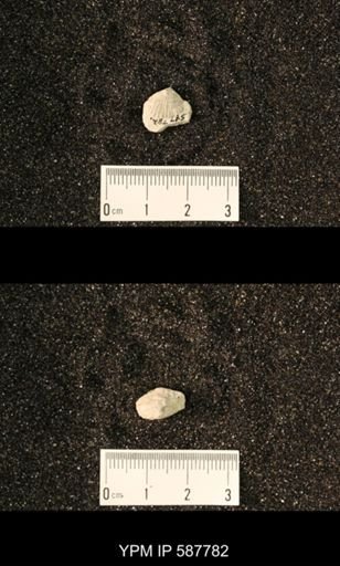 Anastrophia internascens